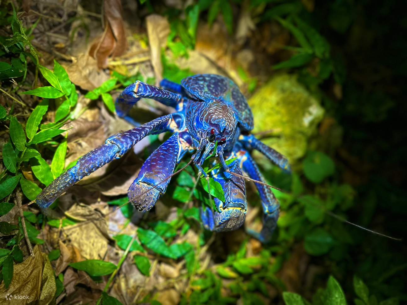 宮古島　亜熱帯ジャングル&星空ナイトツアー（沖縄）